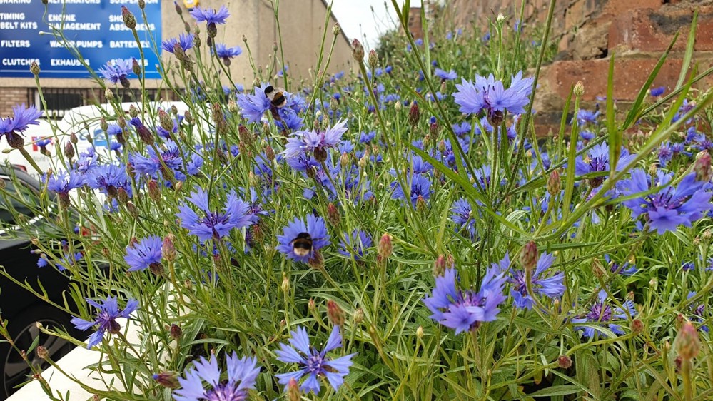 Flowers planted on Site